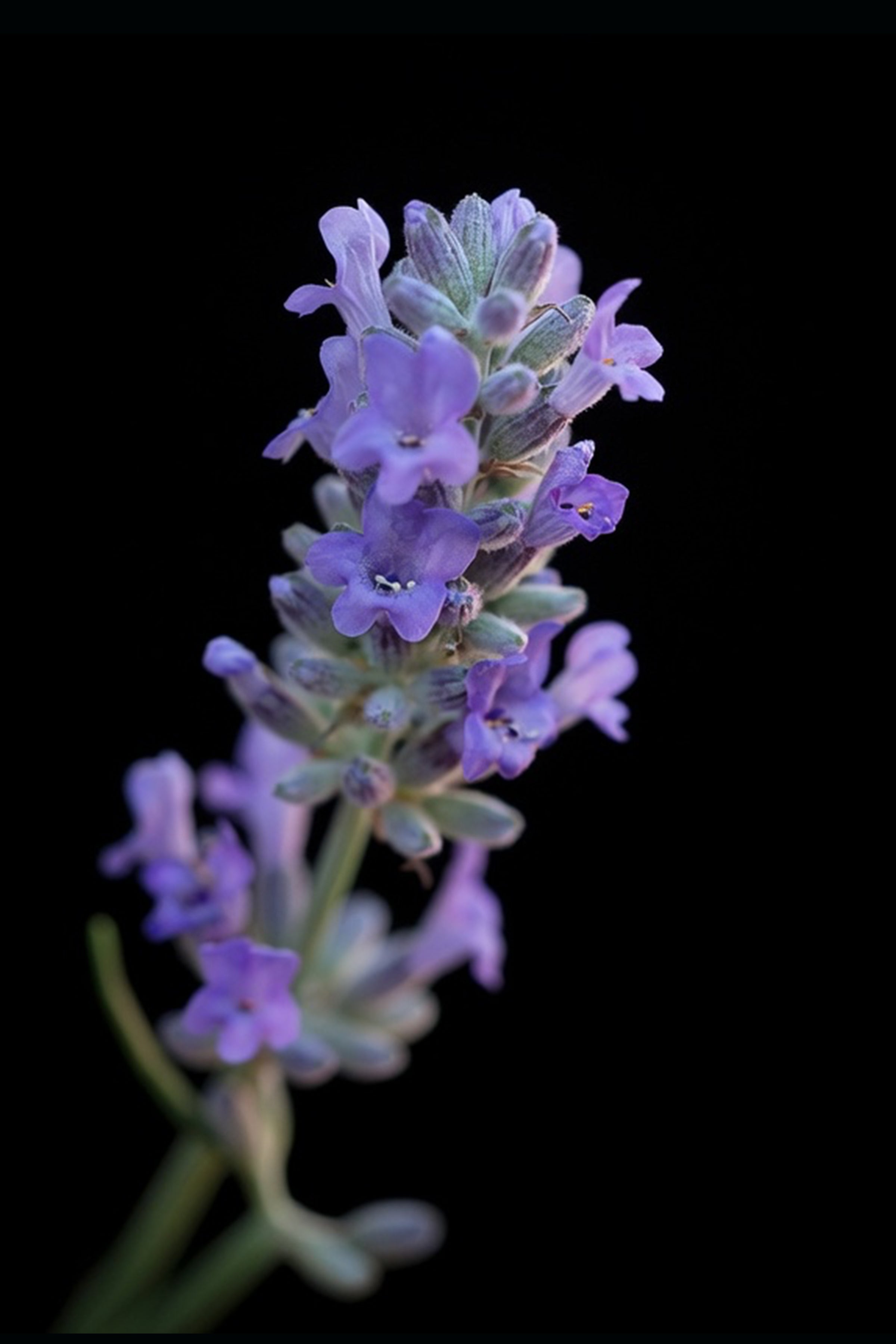 Lavender Dreams