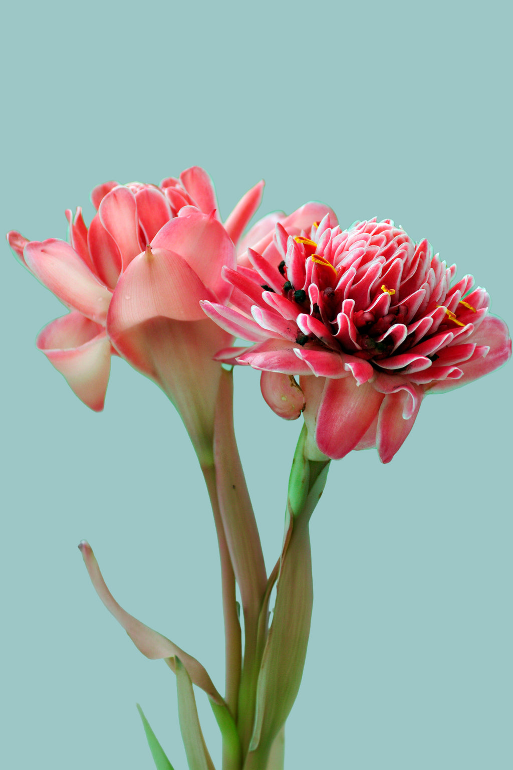 Tropical Berry Bloom