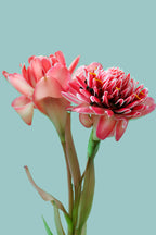 Tropical Berry Bloom